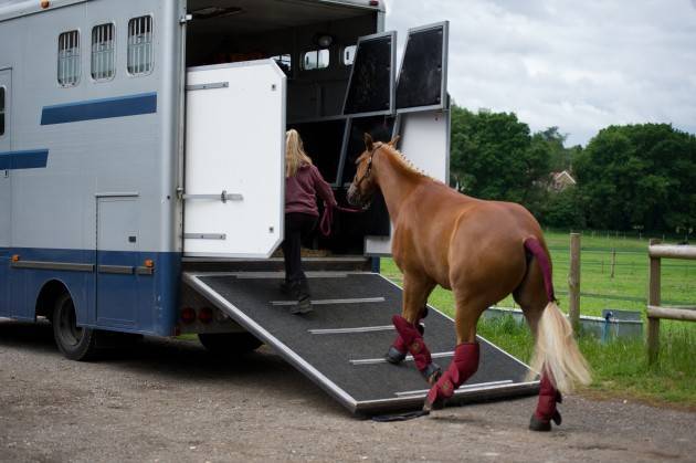 COVID-19 Travel Restrictions Ease Surrounding Victorian Horses