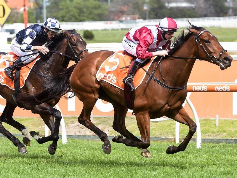 2020 Cox Plate Runner By Runner Preview, Odds, & Tips
