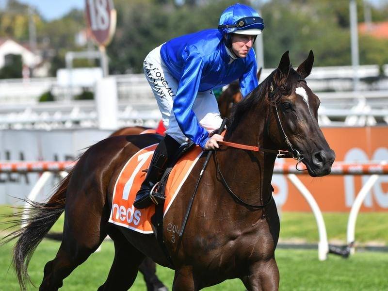 Cummings: Avilius Highly Likely to Produce Best in Caulfield Cup