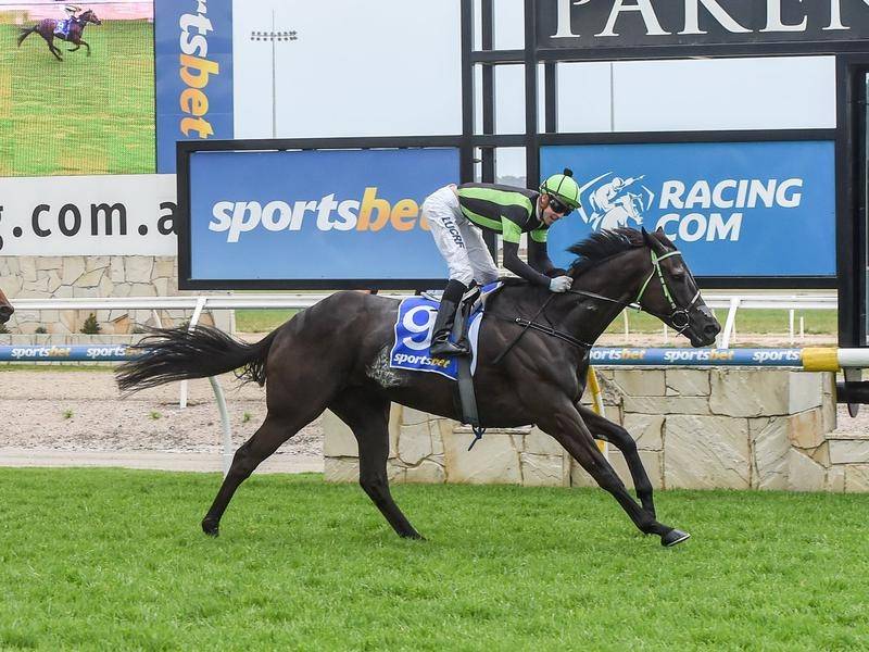 Our Big Mike chases second Pakenham Cup